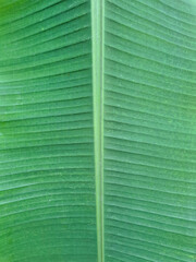Close up of a green tropical leaf with visible veins and natural texture. Soft shades of green and symmetrical pattern create a calm and harmonious background perfect for eco design, nature themes