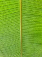 Close up of a green tropical leaf with visible veins and natural texture. Soft shades of green and symmetrical pattern create a calm and harmonious background perfect for eco design, nature themes
