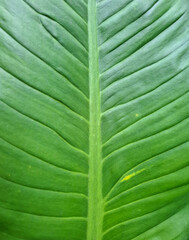 Close up of a green tropical leaf with visible veins and natural texture. Soft shades of green and symmetrical pattern create a calm and harmonious background perfect for eco design, nature themes