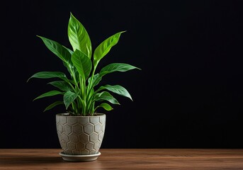 A vibrant green houseplant thrives in a decorative pot, showcasing lush foliage and healthy growth in an indoor setting ,green plant ,natural light ,indoor plant