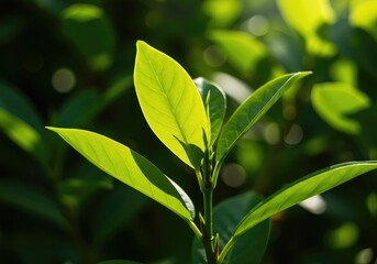 Obraz premium An extreme close-up of lush, electric green leaves illuminated by harsh, direct midday sunlight, emphasizing vibrant saturation and life ,jungle ,garden ,texture