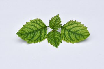 Patchouli oil leaf white background, Pogostemon cablin Benth base oil and cosmetic ingredients