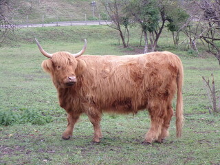 highland cow with horns in a meadow 