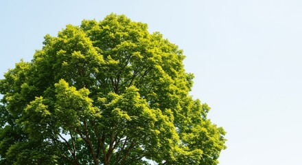 Fototapeta premium A vibrant, large deciduous tree stands tall against a bright clear sky, showcasing a dense canopy of lush, green summer leaves ,freshness ,lush ,bright