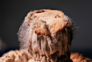 Macro image of a mycoparasite, showing white mycelium growth on the tissue of a host mushroom.