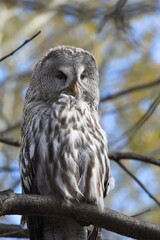 A great gray owl perches on a tree branch in an autumn forest. 