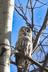 A great gray owl perches on a tree branch in an autumn forest. 