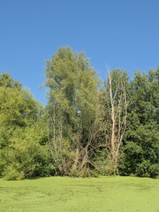 Obraz premium Green old river Lys arm with duckweed and trees on a sunny summer day near Deinze,, Flanders, Belgium 