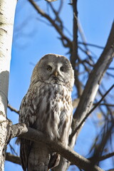 A great gray owl perches on a tree branch in an autumn forest. 