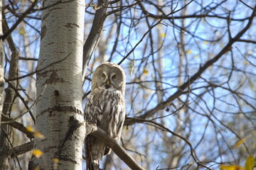 A great gray owl perches on a tree branch in an autumn forest. 