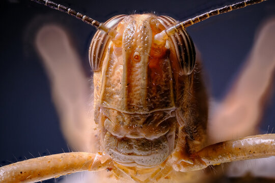 Orthopteran close-up: Focus stacking captures the head, eyes, and antennae of a grasshopper