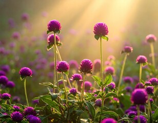 Fototapeta premium Field of purple globe amaranth flowers bathed in warm sunlight