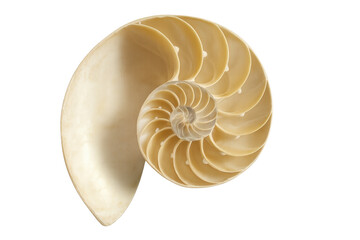 Nautilus shell cross-section revealing natural spiral pattern and fibonacci sequence, golden ratio in nature, transparent background