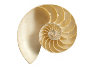 Nautilus shell cross-section revealing natural spiral pattern and fibonacci sequence, golden ratio in nature, transparent background