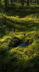 Fototapeta premium Dense, humid wetland vegetation covers a dark, stagnant bog under bright summer sunlight, showcasing thick moss and unique marsh flora ,wetland ,heat ,environment