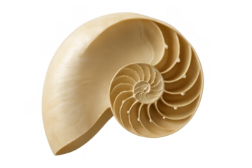 Nautilus shell showing internal spiral structure, chambers, golden ratio, and fibonacci sequence on transparent background