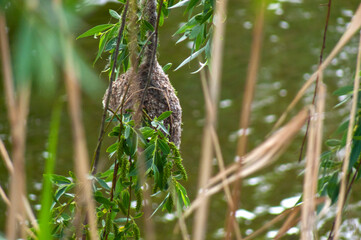 Unique Penduline Tit Nest: Hanging Above Water on Willow Branches