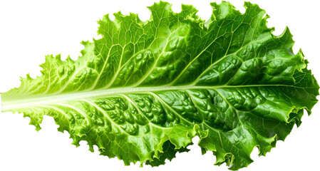 유기농-샐러드-채소