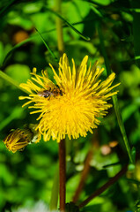 Bee collecting pollen on bright yellow dandelion in vibrant spring sunlight. Macro of bee covered in pollen on blooming dandelion, lively nature mood, spring meadow, pollination, ecology and biodivers