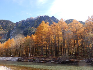 青空と上高地の金色のカラマツ