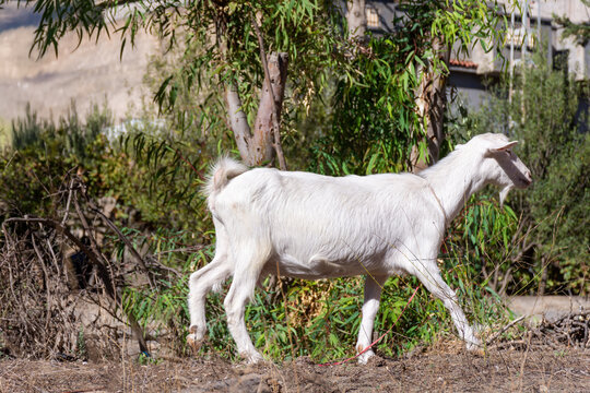 A white goat grazing in the field in A village.