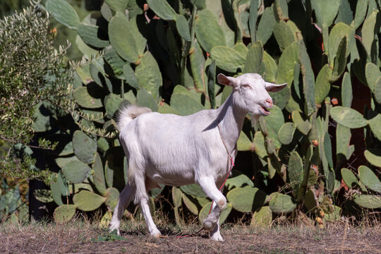 A white goat grazing in the field in A village. - Powered by Adobe