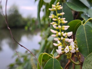 White mangrove flower clusters blooming gently along lush riverside vegetation