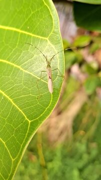 A insect, rice ear bug on green leaf.