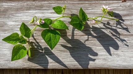 Bean vine on weathered wood, shadows