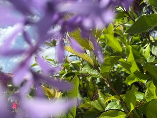 Obraz premium A bright cluster of blooming purple flowers, elegantly growing on slender stems, against a serene blue sky dotted with soft white clouds