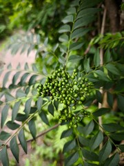 Fresh green curry leaves with unripe clustered berries growing