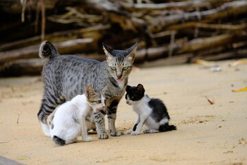 Mother cat with her two adorable kittens on the sand. Feline family moment showing love and care in natural light, ideal for animal, pet, and wildlife photography themes.