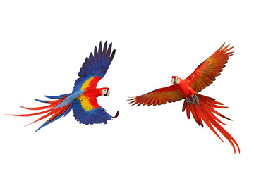 Colorful flying Macaw parrots isolated on transparent background png file