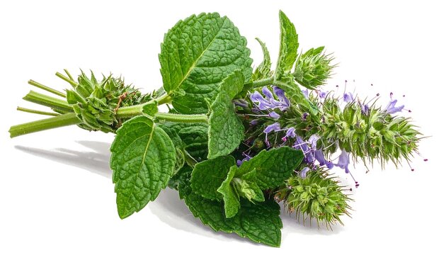 Fresh mint plant with leaves and flowers isolated on a white background