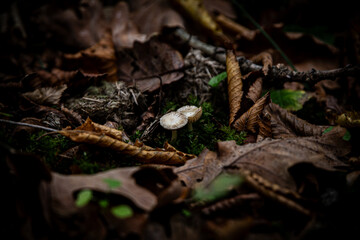 Wild Mushrooms Growing in Forest Grass