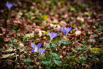 Autumn Crocuses Blooming in the Forest Grass