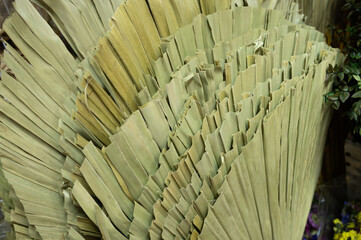 plant view from perspective