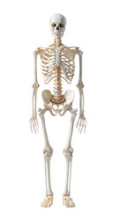 full human skeleton front view, realistic anatomy, studio lighting, on white background, clean composition, medical accuracy