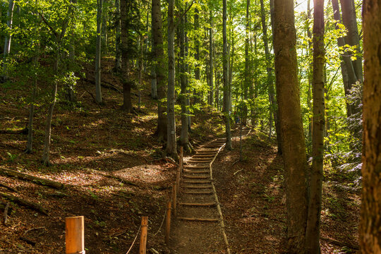 Wooden steps lead up a steep forest path surrounded by tall trees and warm sunlight. The natural textures and golden tones create a serene hiking and nature escape mood.