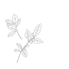 Seamless floral pattern. Branch with leaves. vector illustration of coffee branch. Coffee plant branch with leaf. Hand drawn Coffee tree vector. Coffee beans and leaves. Branch of a plant