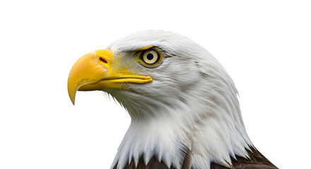 Obraz premium American Bald Eagle Head Profile, Majestic Raptor with Yellow Beak and Eye