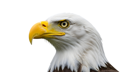 American Bald Eagle Head Profile, Majestic Raptor with Yellow Beak and Eye
