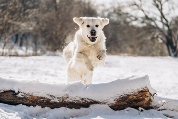 Energetic Golden Retriever running and jumping in snow on a sunny winter day. Happy playful dog enjoying outdoor freedom and fun. Perfect for pet care and active lifestyle themes. puppy in the forest