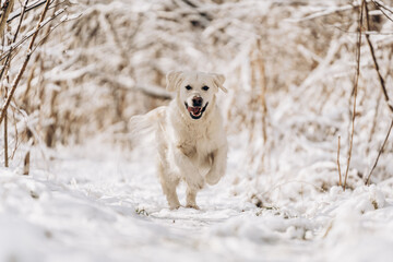 Energetic Golden Retriever running and jumping in snow on a sunny winter day. Happy playful dog enjoying outdoor freedom and fun. Perfect for pet care and active lifestyle themes. puppy in the forest