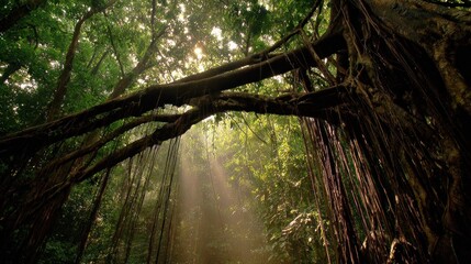 Sunlight streams through a dense jungle canopy