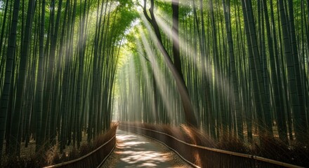 Pathway through dense bamboo forest; sunlight streams between the tall stalks