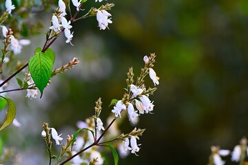 Nelu flower in Horton Plains, Sri Lanka