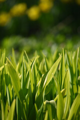 In the garden in spring, Sainte-Apolline, Québec, Canada