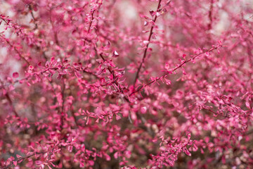 A beautiful natural background of branches with pink leaves. Autumn photographs of flowers and shrubs. 