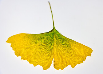 herbstlich gelbes gingkoblatt mit noch grünen verfärbungen 